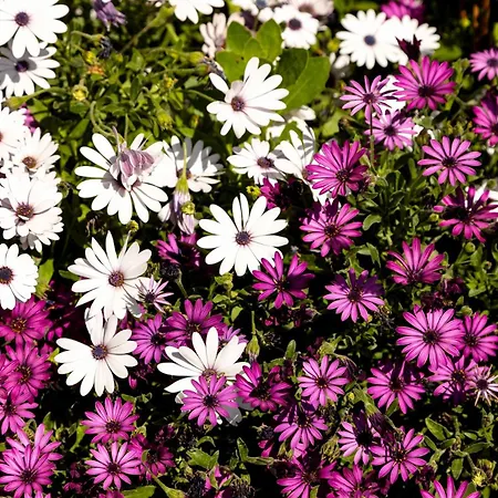 Zant House Apartment Tríkala