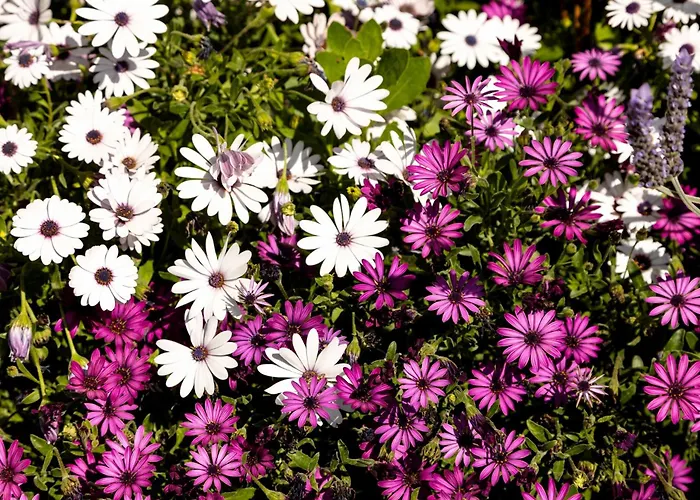 Zant House Apartment Tríkala